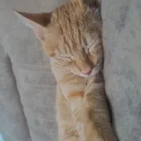 گربه|گربه|مشهد, بهارستان|دیوار