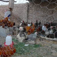تخم مرغ نطفه دار گلپایگانی بلدرچین