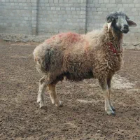 بره قوچ