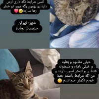 واگذاری میلو خانوم|گربه|تهران, جنت‌آباد شمالی|دیوار