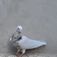 طوقی چند عدد|پرنده|بستان آباد, |دیوار