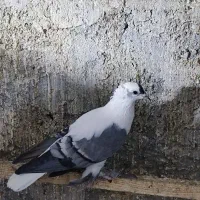 کبوتر رنگی نقش|پرنده|سراوان, |دیوار