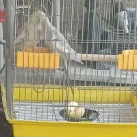 طوطی عروس هلندی|پرنده|تاکستان, |دیوار