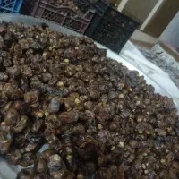 خرما گنطار