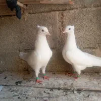 پرنده