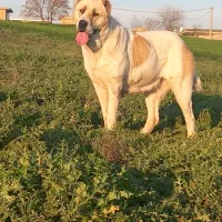 سگ آلابای3ساله|سگ|گنبد کاووس, |دیوار