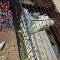 مرغ عشق پروانه ای زیر قیمت