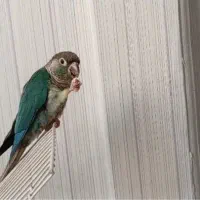 ردچیک. تراکوییس. گرینچیک
