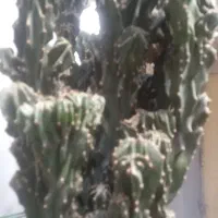 گل صخره|گل و گیاه طبیعی|رشت, شالکو|دیوار