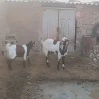 روستای شیرتپه