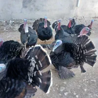 فروش بوقلمون برنز|حیوانات مزرعه|یاسوج, |دیوار