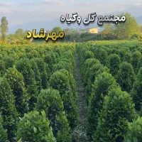 استخدام نیرو کار برای آبیاری باغ