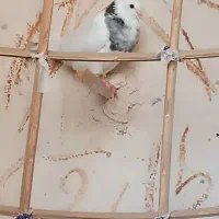 کبوتر طوقی|پرنده|بمپور, |دیوار