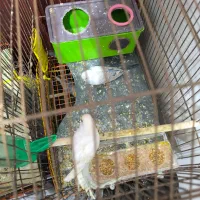 مرغ عشق عمده|پرنده|بندر ماهشهر, |دیوار