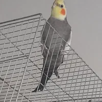 یک جفت عروس هلندی نر فندق ماده لیمو|پرنده|خلخال, |دیوار