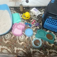 گربه|گربه|تربتحیدریه, سرمحله|دیوار