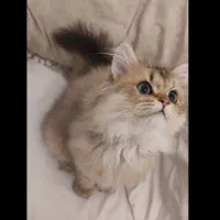 واگزاری ف ر و ش گربه بیریتیش بلک گلد نر با وسایلاس|گربه|قم, آزادگان|دیوار