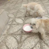 سگ شیدزو|سگ|ایلام, |دیوار