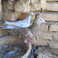 کبوتر جفتگاه