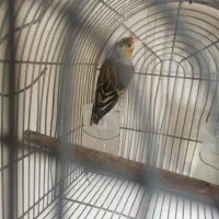 سهره قناری ابلق
