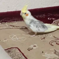 یک عدد عروس هلندی نر
