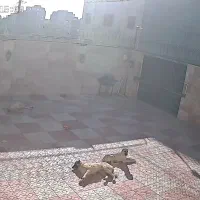 ۳ قلاده ماده عقیم شده ۱ ساله رایگان