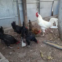 مرغ و خروس