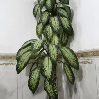 گل طبیعی|گل و گیاه طبیعی|جوانرود, |دیوار