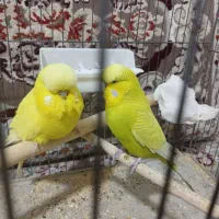 جفت مرغ عشق انگلیسی|پرنده|نسیمشهر, |دیوار
