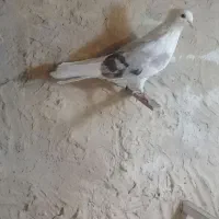 کبوتر‌۳عدد‌نر‌پشدار‌خوشرنگ‌‌سرخ‌دمسیاه|پرنده|الوند, |دیوار