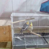 ۳عددعروس هلندی سرحال یکساله