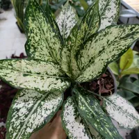 پتوس دیفن حسن یوسف سانس زاموفیلیا|گل و گیاه طبیعی|قم, شهرک فاطمیه|دیوار