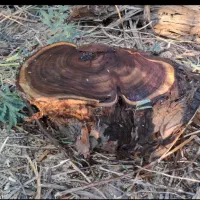 چوب کهور و ریشه کهور|صنایع دستی و سایر لوازم تزئینی|اهواز, کوروش|دیوار