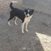 سگ فروشی|سگ|خمین, |دیوار