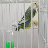 یک جفت کوتوله هفت رنگ کمیاب