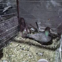 باسلام خدمت دوستان عزیز گرامی