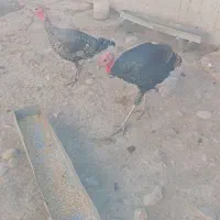 فروش ۱۰عدد بوقلمون