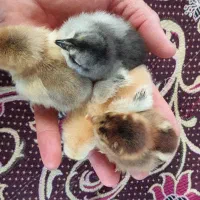 جوجه گلین  زیر مرغی