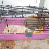 خرگوش بازیگوش|موش و خرگوش|بیرجند, |دیوار