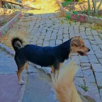 سگ های بالغ ژرمن و پاکوتاه|سگ|کرج, کوی امامیه|دیوار