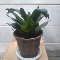 گل‌سانسورپا‌کوتاه،گل‌کاکتوس وگل‌آلوورا