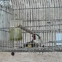 سهره|پرنده|شیراز, کوی طلاب|دیوار
