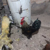 خروس نژاد دار