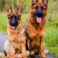 سگ های رکسی ژرمن