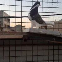 سه تا ماده شهری بی عیب|پرنده|شیراز, شهرک مفتح|دیوار