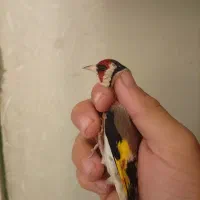 سهره چانه سفید اروپایی گل قفل|پرنده|دامغان, |دیوار