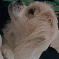 پیکینیز|سگ|وحیدیه, |دیوار