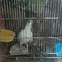 دمگیر بدرنگ