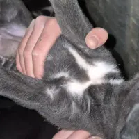 توله سگ ژرمن