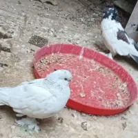 کفتر لانگ فیس نر